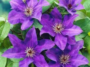 Clematis The President
