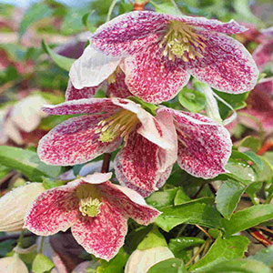 - Clematis cirrhosa Freckles