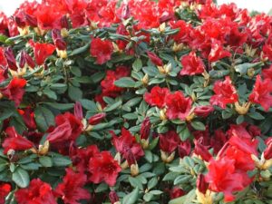 Rhododendron Scarlet Wonder