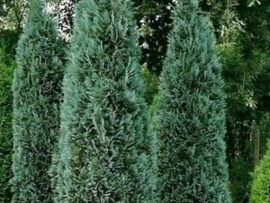 - Plavi pačempres - Chamaecyparis lawsoniana „Columnaris“