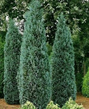 - Plavi pačempres - Chamaecyparis lawsoniana „Columnaris“