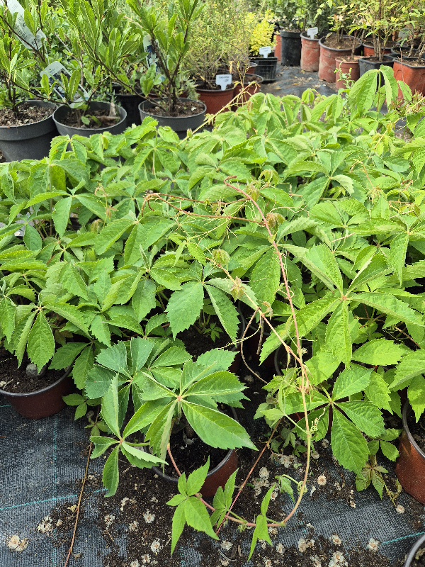 - Petoprsta lozica - Parthenocissus Quinquefolia - Slika 3