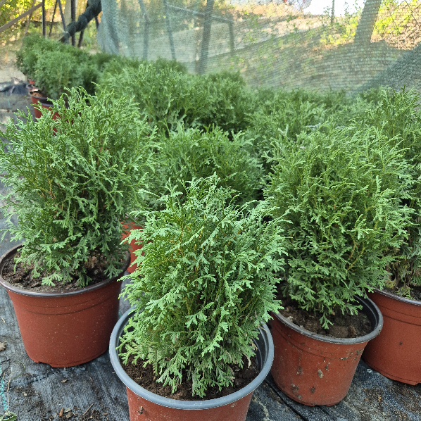 - Patuljasta tuja - Thuja occidentalis „Tiny Tim“ - Slika 4