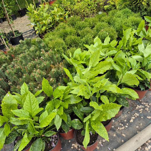 - Aukuba (Aucuba japonica) - Slika 2