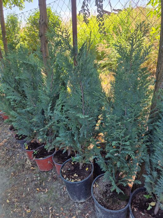 - Plavi pačempres - Chamaecyparis lawsoniana „Columnaris“ - Slika 4