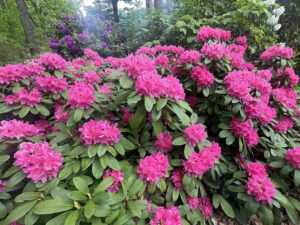 - Rododendron