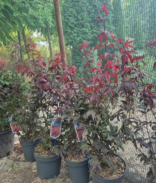 - Japanski javor - Acer palmatum Atropurpureum - Slika 4