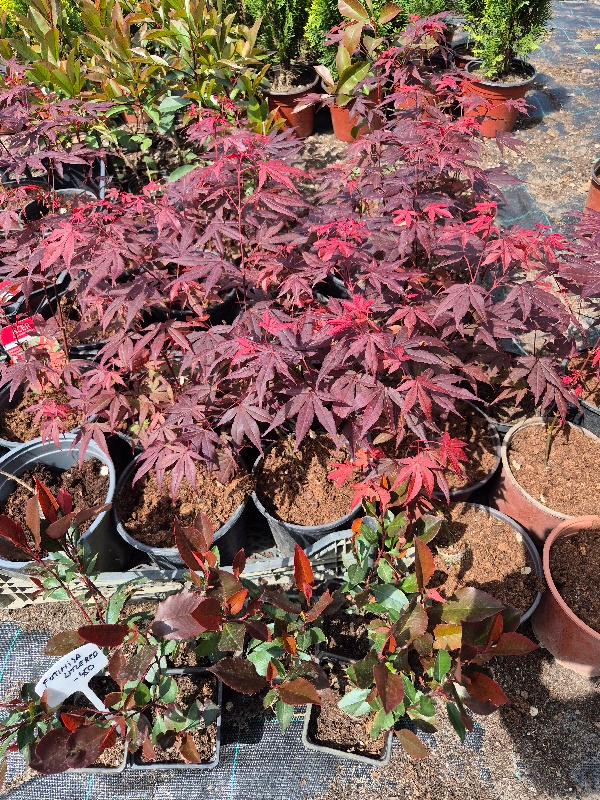 - Japanski javor - Acer palmatum Atropurpureum - Slika 3