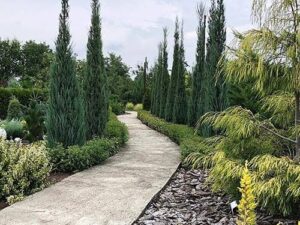 - Juniperus virginiana ‘SKYROCKET’