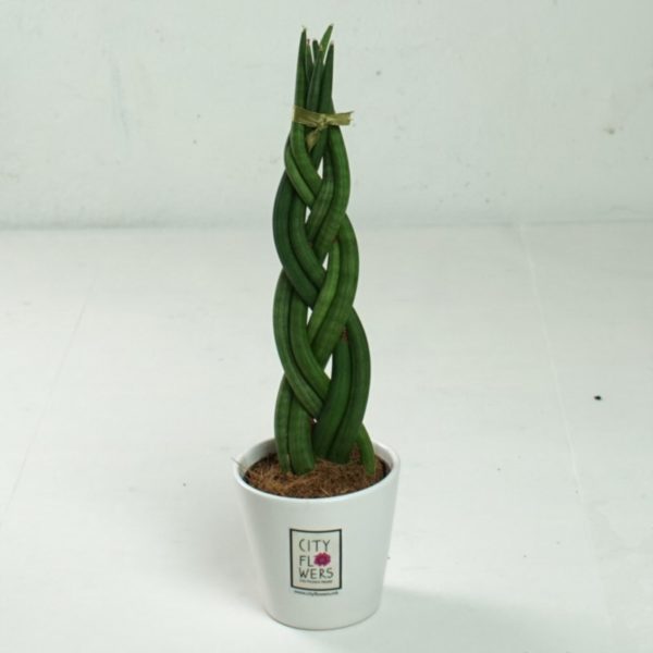 Sanseverija pletenica