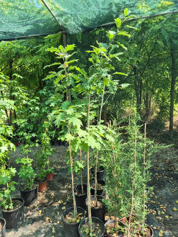 - Crveni hrast - (Quercus rubra) - Slika 3