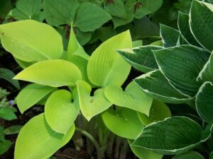 - Hosta - Hosta sp.