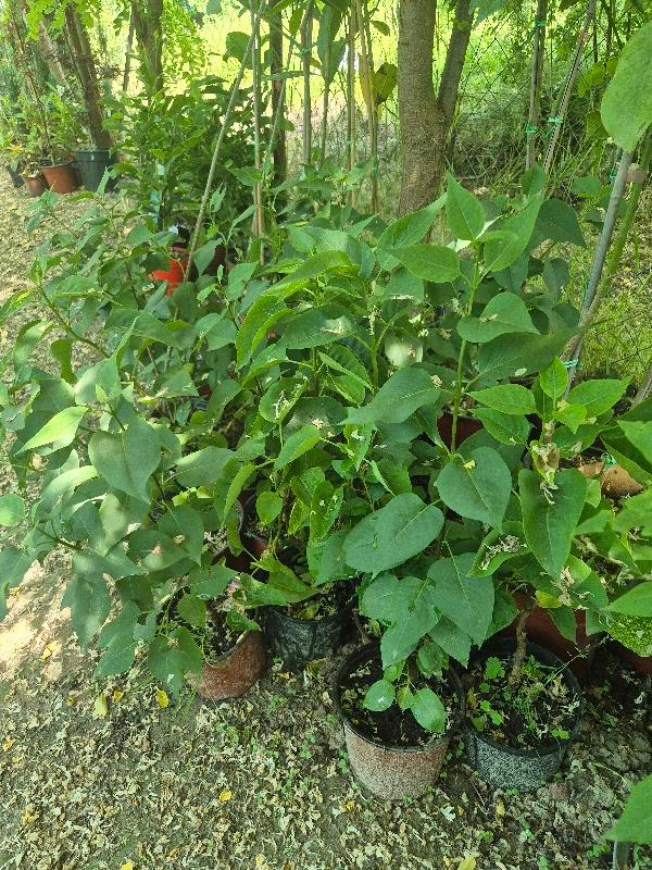 - Jorgovan - Syringa vulgaris - Slika 2