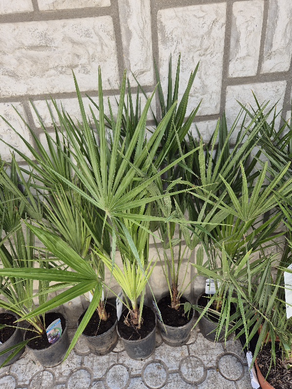 - Zimska palma - Trachycarpus fortunei - Slika 4