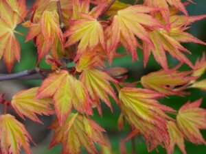 - Japanski javor - Acer palmatum