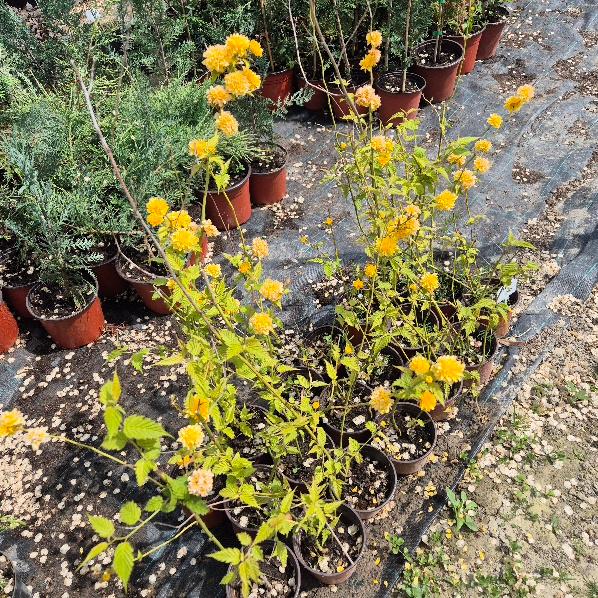 - Kerija (Kerria japonica) - Slika 2