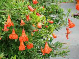 Ukrasni nar - Punica granatum