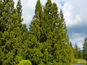 Japanska kriptomeria - Cryptomeria japonica