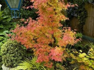 - Javor - Acer palmatum - Orange Dream