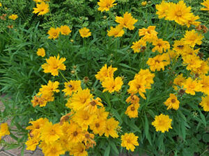 Coreopsis grandiflora