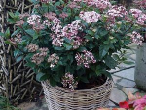 - Viburnum tinus - Zimzeleni kalin