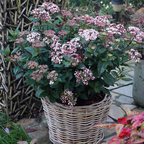 - Viburnum tinus - Zimzeleni kalin