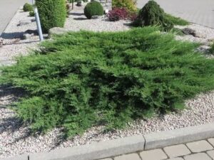 - Juniperus horizontalis - Polegli četinari