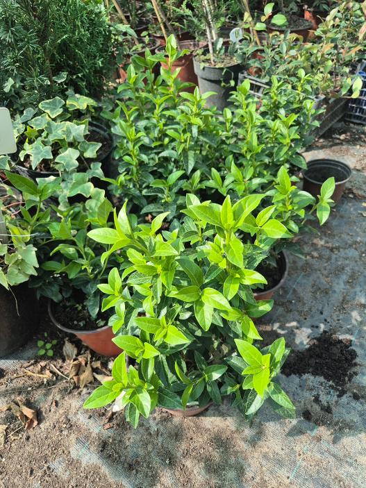 - Viburnum tinus - Zimzeleni kalin - Slika 2