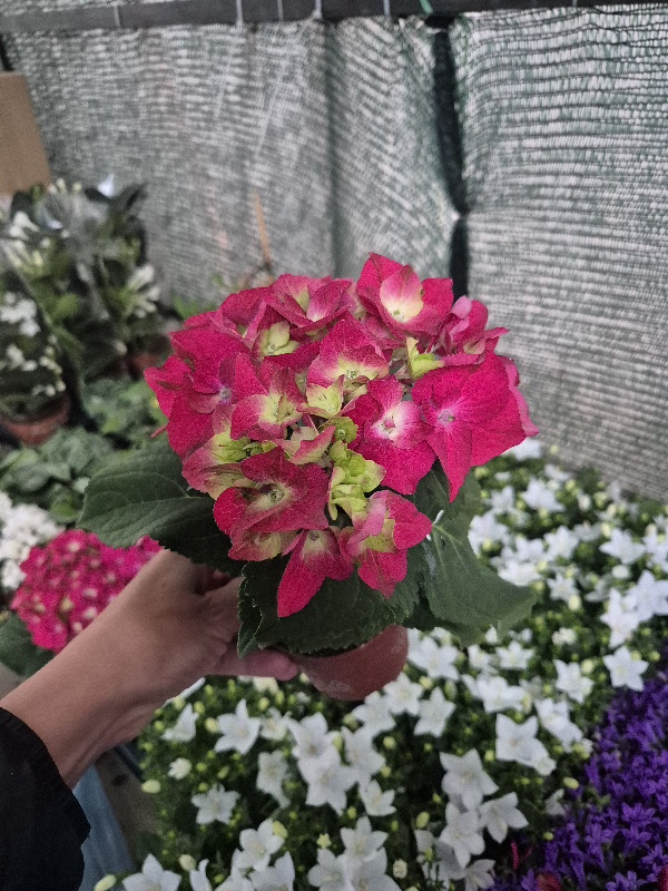 - Hortenzije patuljaste - Hydrangea nana - Slika 2