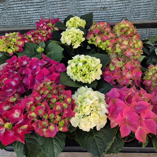 - Hortenzije patuljaste - Hydrangea nana - Slika 3