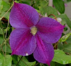 - Klematis “Star of India”