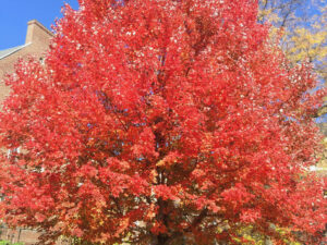 - Acer Rubrum - Crveni javor