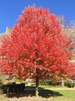 - Crveni javor - Acer Rubrum