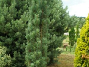 - Beli uskopiramidalni  bor -  Pinus sylvestris „Fastigiata“