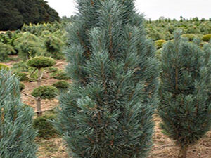 - Pinus sylvestris „Fastigiata“ – Beli uskopiramidalni  bor