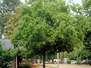 Koprivić - Celtis occ.