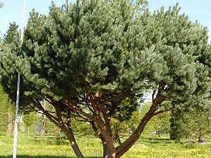 - Pinus sylvestris „Watereri“ - Beli bor „Watereri“