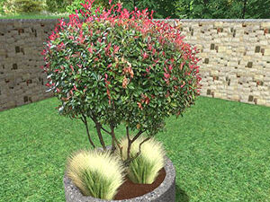 - Paket biljaka - Fotinija stablašica i ukrasne trave