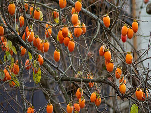 - Kaki japanska jabuka