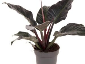 Filodendron Imperijal crveni