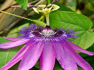 - Pasiflora Amethyst