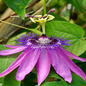 - Pasiflora Amethyst