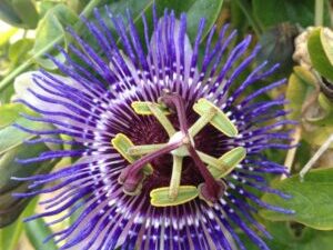 - Passiflora 'Purple Haze'