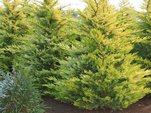 - Lejlandi Castlewellan Gold