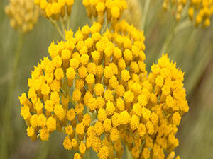 - SMILJE (Helichrysum arenarium L.)