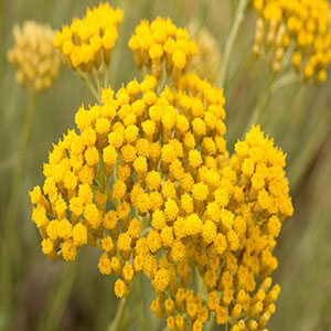 SMILJE (Helichrysum arenarium L.)
