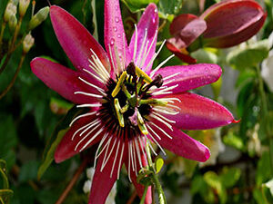 - Pasiflora Victoria