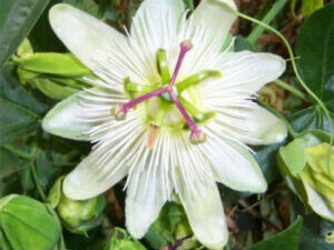 - Pasiflora Elliote