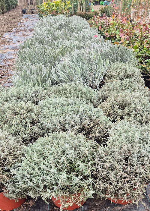 SMILJE (Helichrysum arenarium L.) - Slika 2