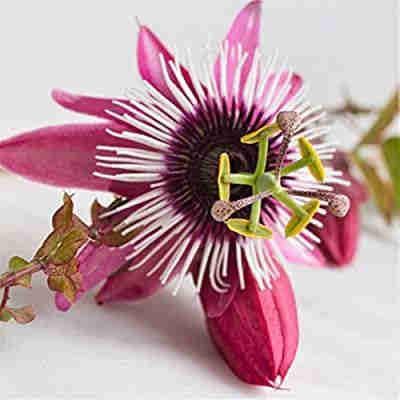 - Hristov venac - Pasiflora Victoria - Slika 2